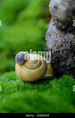 Young snail on snail shell Stock Photo