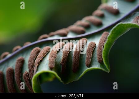 Fern, Sori on the underside of fern frond, Asplenium scolopendrium, Phyllitis scolopendrium, spores, sporangia Stock Photo