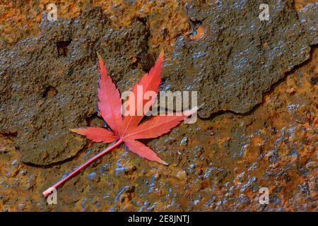 Red maple leaf, Acer palmatum Stock Photo