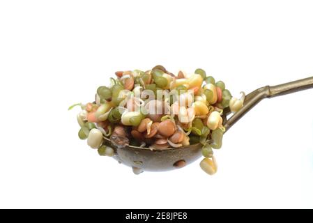Mixed sprouts of lentils, mung beans and chickpeas on ladle, lentil sprouts, mung bean sprouts, chickpea sprouts, Lens culinaris, Vigna radiata