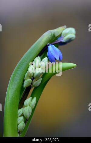 Siberian Blue Star, Scilla siberica Stock Photo