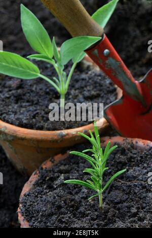 Rosemary and sage cuttings, rosemary cuttings, sage cuttings, Rosmarinus officinalis, Salvia officinalis, rosemary cuttings, sage cuttings Stock Photo