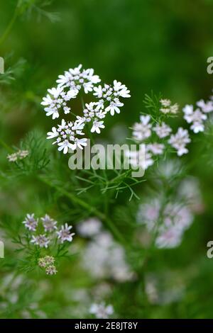 Real coriander, Coriandrum sativum Stock Photo