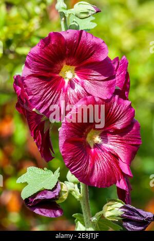 Alcea 'Burgundy Towers' (althaea rosea) a tall flowering plant commonly known as Hollyhock with a dark red flower during the spring and summer season, Stock Photo