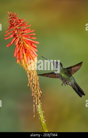 Violet-crowned Hummingbird (Eugenes fulgens Syn. Eugenes spectabilis) approaching a torch lily (Kniphofia uvaria), Savegre Ressort, Costa Rica Stock Photo