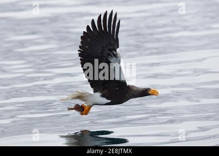 Steller's sea eagle (Haliaeetus pelagicus) with captured fish flying over water near Rausu, Hokkaido, Japan Stock Photo