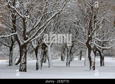 Frozen willow trees with snowy tree trunks in a wintry landscape Stock Photo
