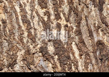 Beautiful pattern of Arjuna tree bark and texture background. india, Asia. Asian -Indian lifestyle . Stock Photo