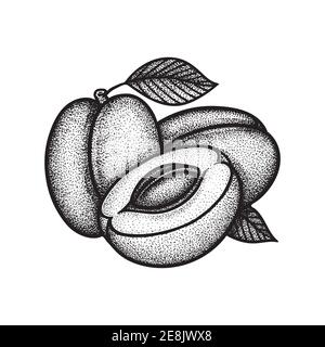 Plums. Whole and slice plums with seed and leaf engraving style drawing isolated on white background. Plums dotted, vintage style sketch drawing. Stock Vector