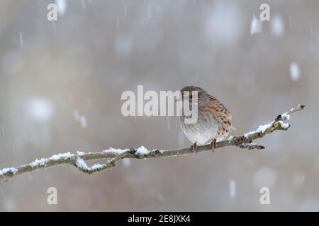 Dunnock juvenile (Prunella modularis) in falling snow, Northumberland, UK Stock Photo