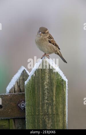 Female house sparrow (Passer domesticus), Northumberland, UK Stock Photo