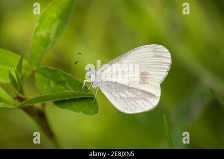 Wood White Butterfly, Leptidea sinapis, at rest on a plant in Wicken Wood, Northamptonshire, 17th June 2017. Stock Photo