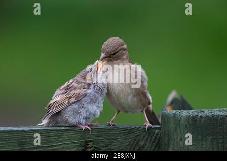 House sparrow (Passer domesticus) female feeding fledgling, Northumberland national park, UK, Stock Photo