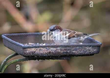 House sparrow (Passer domesticus) feeding on seed tray, Northumberland national park, UK Stock Photo