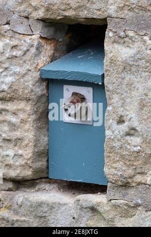 House sparrow (Passer domesticus) male in nestbox, Northumberland national park, UK Stock Photo