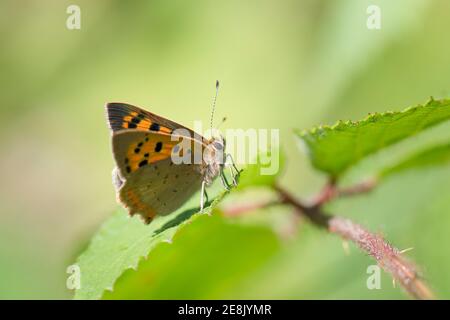 Small Copper Butterfly, Lycaena phlaeas, at rest, BBOWT's Homefield Wood nature reserve, Buckinghamshire, 5th July 2017. Stock Photo