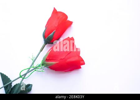 Two red roses isolated on white backgrounds Stock Photo
