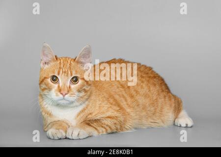Beautiful red cat lies on a gray background Stock Photo
