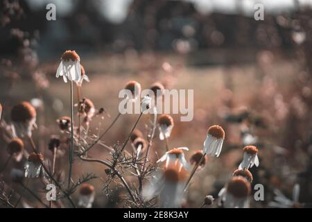 Faded withered daisies in the sun on an autumn morning Stock Photo
