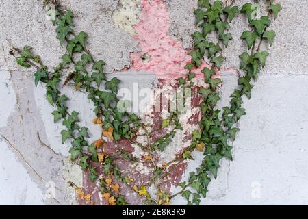 Ivy on a house wall in Berlin Stock Photo