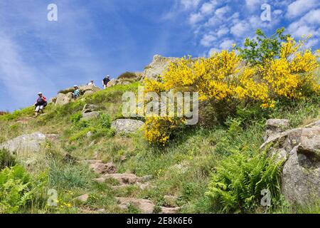 The bright yellow flowers of Broom add a splash of colour at Peel Gap, Hadrian's Wall, Northumberland, UK Stock Photo
