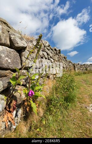 Wild flowers - foxgloves - at Hotbank Crags, Hadrian's Wall, Northumberland, UK Stock Photo