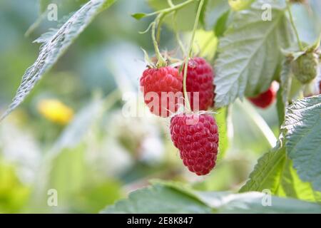 ripe raspberry on branch at garden. soft focus Stock Photo
