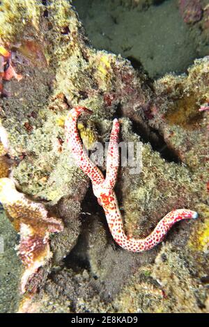 Löchriger Seestern, Kometenstern - Linckia multifora, Molukken, Indonesien, Batu Siko Stock Photo