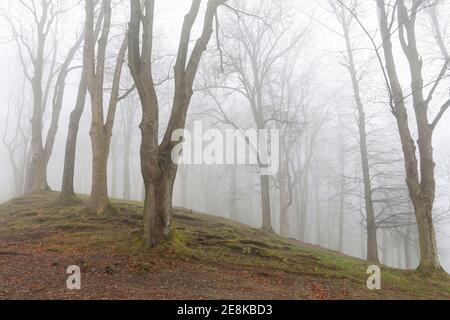 Trees on an alley shrouded in fog. Autumn landscape Stock Photo