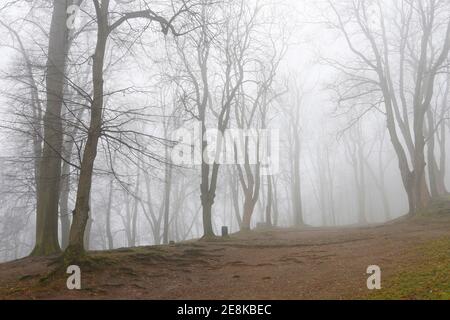 Trees on an alley shrouded in fog. Autumn landscape Stock Photo