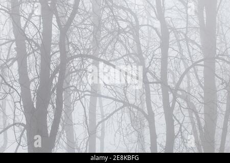 Trees on an alley shrouded in fog. Autumn landscape Stock Photo