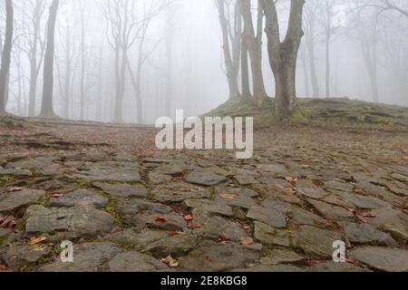 Trees on an alley shrouded in fog. Autumn landscape Stock Photo