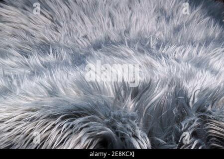 A fur-like silver gray carpet structure, close-up Stock Photo