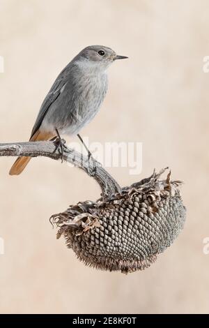 Wonderful portrait of Black redstart perched on sunflower (Phoenicurus ochruros) Stock Photo
