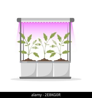 Spring seedlings in pots under phyto lamp. Growing gardening plants with purple light. Vegetarian and ecological products. Vector illustration in flat Stock Vector