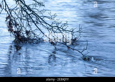 long exposure image of a leafless tree branch dipping into a the flowing water of a river with flood debris caught on the branch Stock Photo