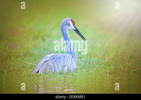 A Sandhill Crane relaxes by a small creek in Port Saint Lucie, Florida. Stock Photo