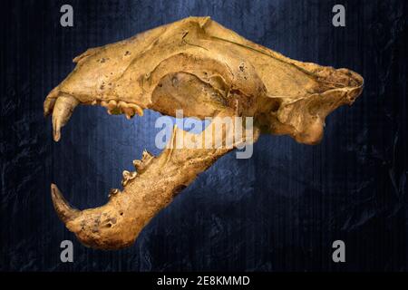 A Malayan Tiger skull set against a textured blue background. Stock Photo