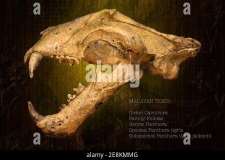 The skull of a Malayan Tiger along with some scientific facts. Stock Photo