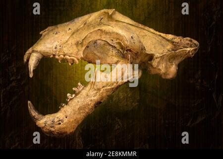 A skull of a Malayan Tiger set against a textured background. Stock Photo