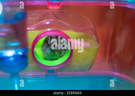 little hamster in the nest inside the cage Stock Photo