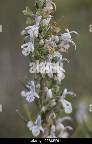 Purple flower of the Rosmarinus officinalis or Rosemary, the herbal plant is also medical and a wonderful spice. Stock Photo