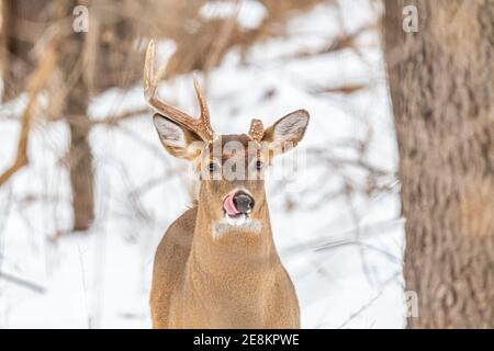 A white-tailed deer (Odocoileus virginianus) buck with one antler and one broken off antler licking it's lips in the snow in the winter in Michigan. Stock Photo