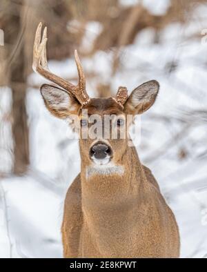 A white-tailed deer (Odocoileus virginianus) buck with one antler and one broken off antler in the snow in the winter in Michigan, USA.