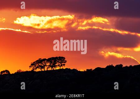 Landscape of a low horizon with several lonely trees and the sky with red clouds at sunset. Stock Photo