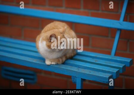 Ginger white fluffy cat sleeps outdoor on a blue wooden bench Stock Photo