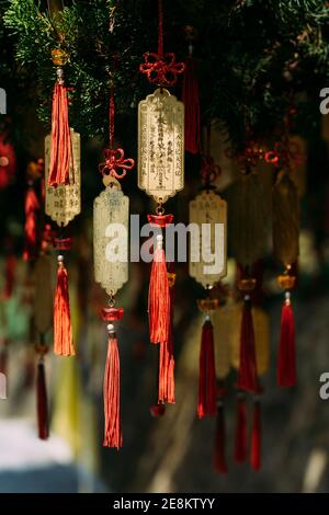Buddhist wish ribbons and golden plates hanging from pine tree in Taipei, Taiwan, with Chinese writing. Stock Photo