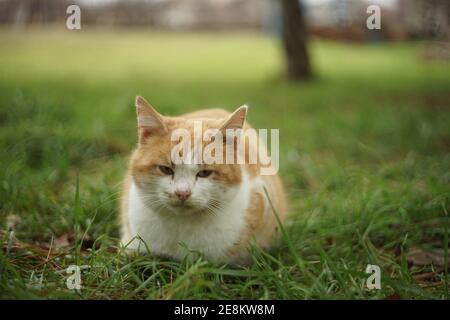 Fluffy ginger white cat rest on green grass in the garden Stock Photo
