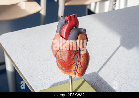 Demonstration model of ahuman heart, used in biology class Stock Photo