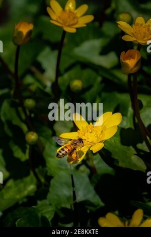 A Honey Bee (Apis) gathers pollen from a yellow wildflower. Stock Photo